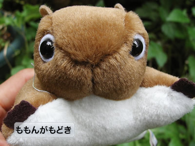 ももんがもどき