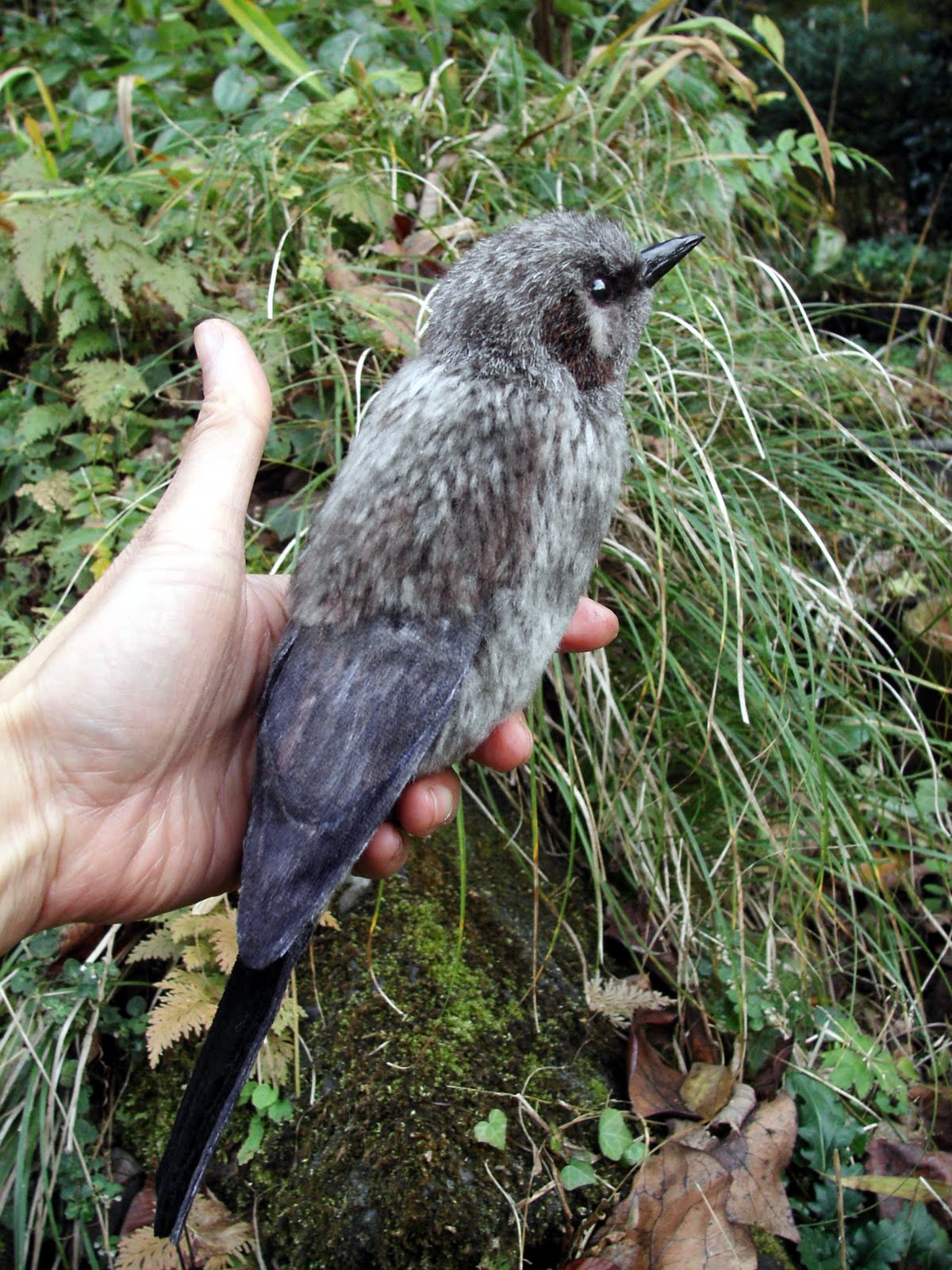 落合けいこのさとやま暮らし 野鳥いろいろ